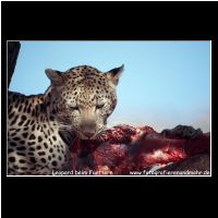 3-106 Leopard beim Fuettern.jpg